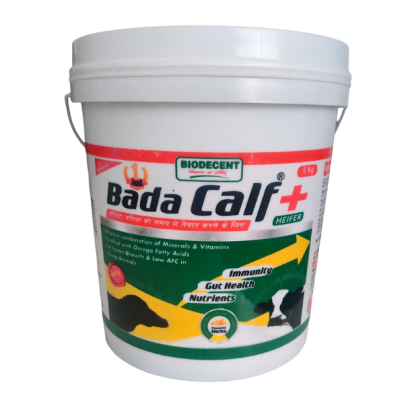 Bada Calf-Image