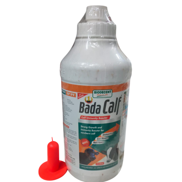 Bada Calf-Image
