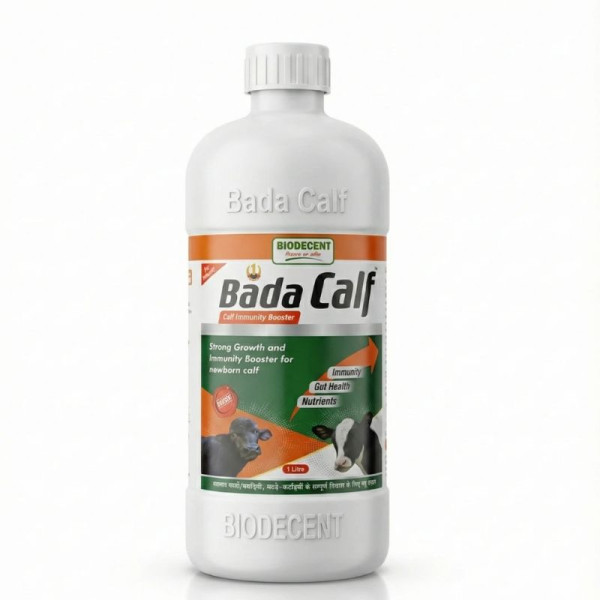 Bada Calf-Image