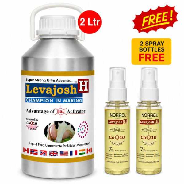 Levajosh H Image